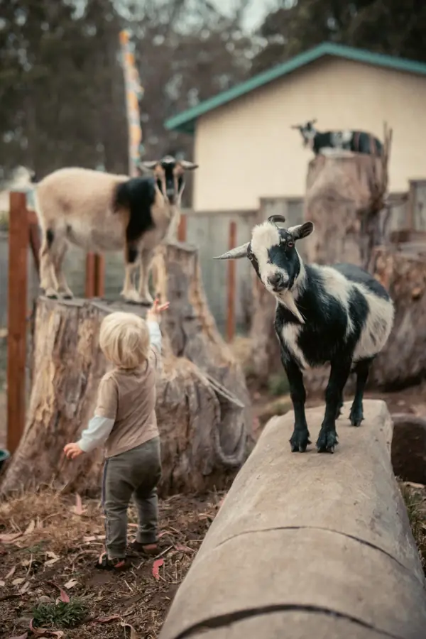 Symbolbild: Kind mit Ziegen